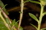 Paraguayan purslane